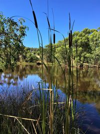 Scenic view of lake against blue sky