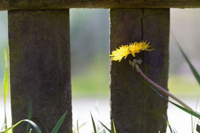 Close-up of yellow flowering plant by fence