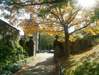 Trees in park