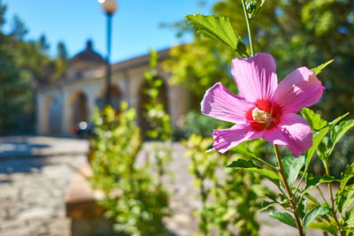 Close-up of pink flowering plant