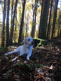 Dog in forest