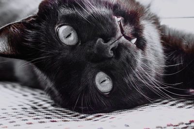 Close-up of cat lying on bed