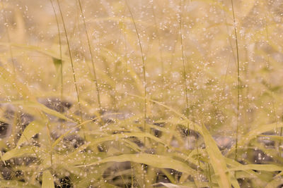 Close-up of wet plants during rainy season