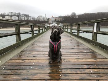 Dog on footbridge over river against sky