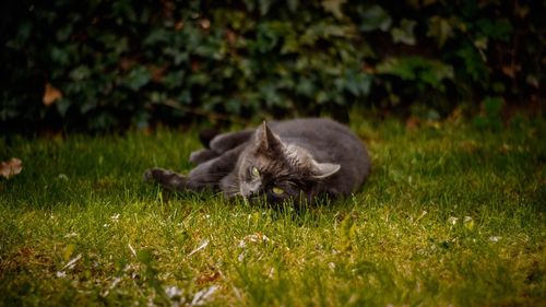 Close-up of sheep relaxing on field