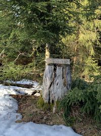 Trees in forest during winter