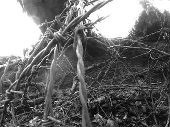 Low angle view of dead tree on field against sky