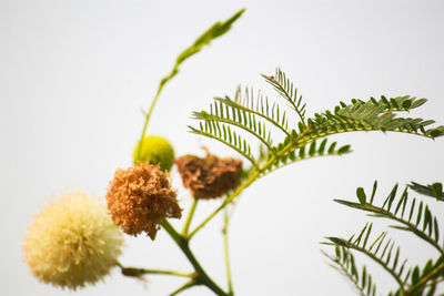 Close-up of flowering plant against sky