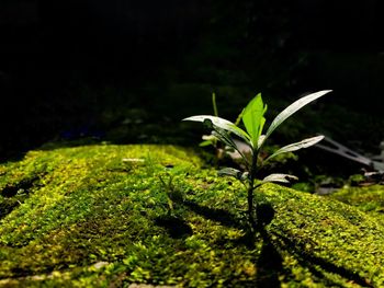 Close-up of small plant with moss