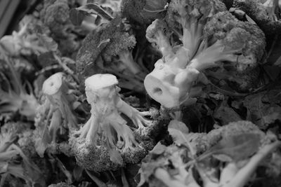 Close-up of jellyfish