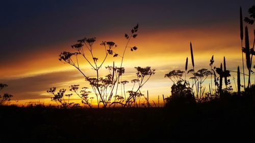 Silhouette plants against dramatic sky during sunset