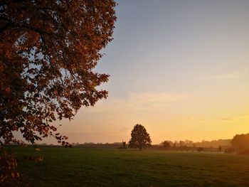 Trees on field against sky during sunset