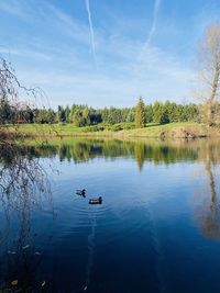 Ducks in a lake