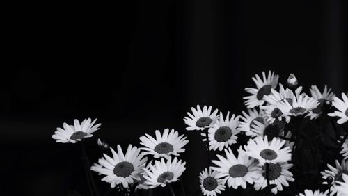 Close-up of flowers blooming against black background