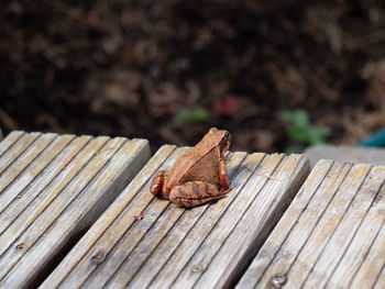 Close-up of butterfly on wooden plank