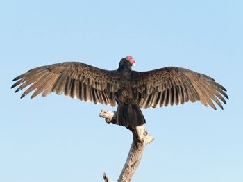 Low angle view of eagle flying against clear sky