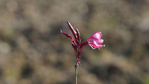 Close-up of pink flowering plant