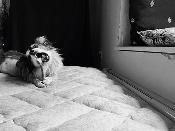 Portrait of dog sitting on bed at home