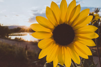 Close-up of yellow flower blooming against sky