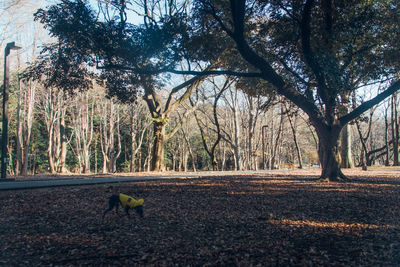 Trees on riverbank against sky