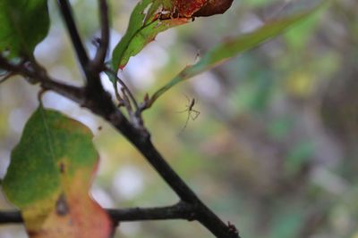 Close-up of fresh green plant