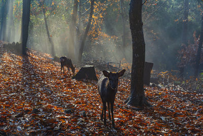 View of deer in forest during autumn