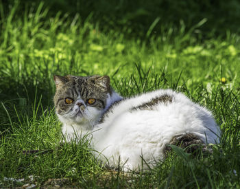 Portrait of a cat on grass