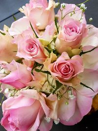 Close-up of pink roses