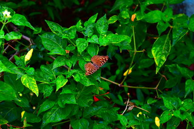 High angle view of butterfly on leaf