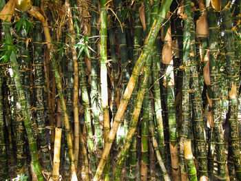 Full frame shot of bamboo trees in forest