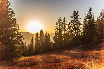 Trees in forest during sunset