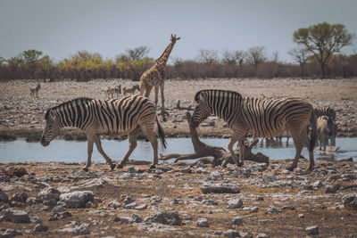 Zebras standing in a field