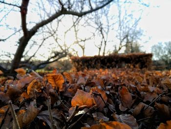 Close-up of autumn leaves against sky