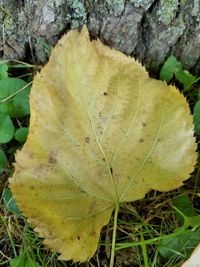 Close-up of dry maple leaf