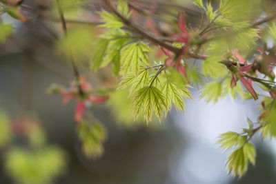 Close-up of pine tree leaves