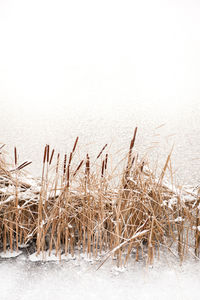 Frozen grass in winter