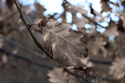 Close-up of dried leaves