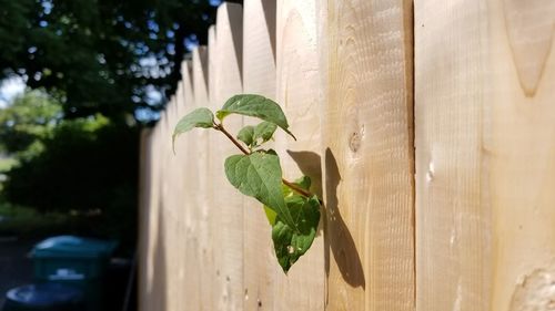 Close-up of insect on plant against wall