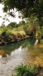 Scenic view of river amidst trees in forest