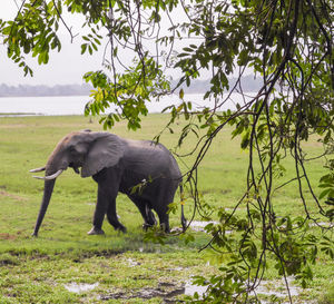 Elephants in the savanna of in zimbabwe, south africa