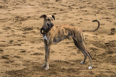 Dog on beach