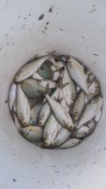 High angle view of dead fishes in container