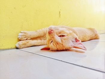 Close-up of a cat lying on floor