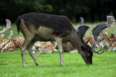 Deer grazing in a field