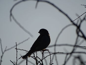 Low angle view of silhouette bird perching on branch