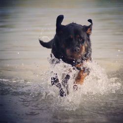 Portrait of dog in the sea