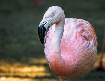 Close-up of flamingo 
