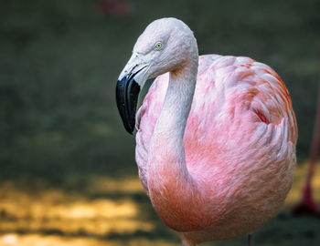 Close-up of bird