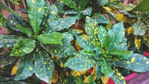 Close-up of fresh green leaves