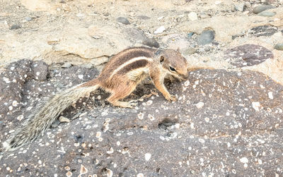 High angle view of squirrel on sand